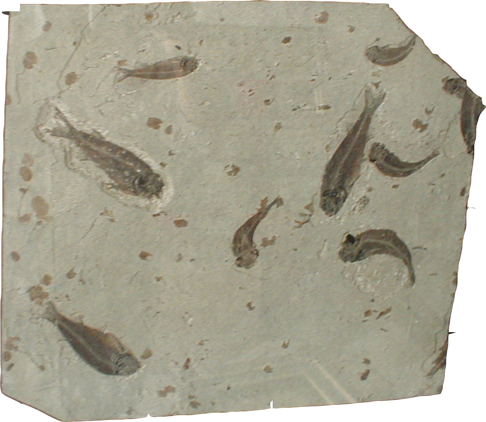 图片4.png 图片4.png